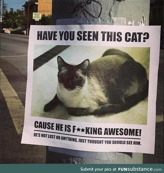 Have you seen this feline?