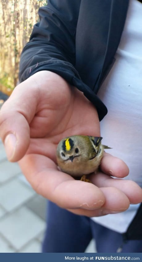 Cute little punk bird