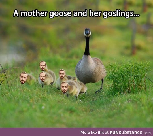 Goose and her little ryans