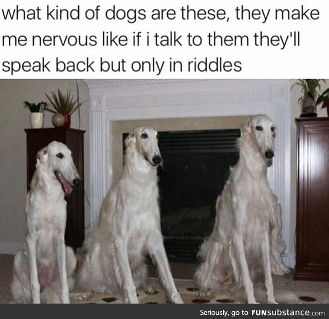 Weird dogs