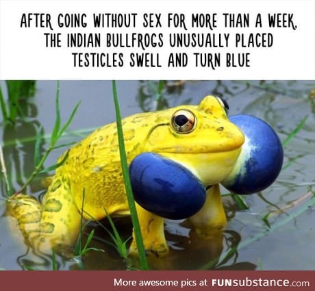 Fun fact of the day: That's why it's called blueballs