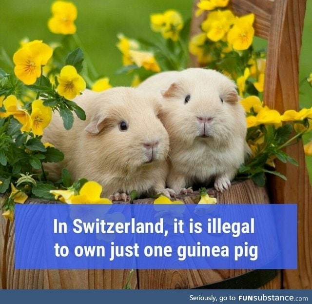 Guinea pig rights