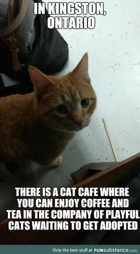 Southpaw cat cafe