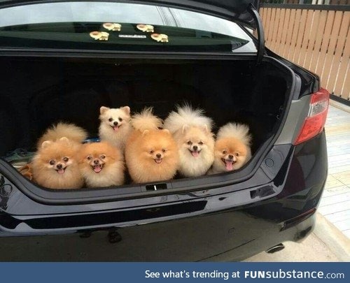 officer: pop the trunk. me: I can explain