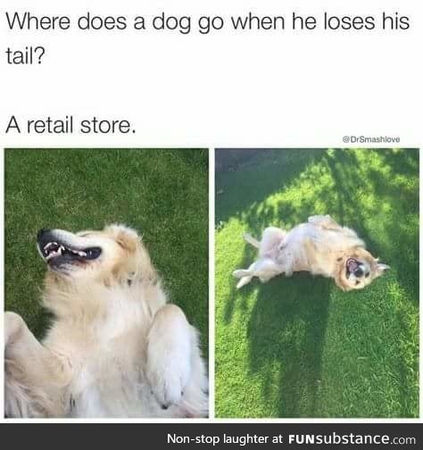 Punny doggo