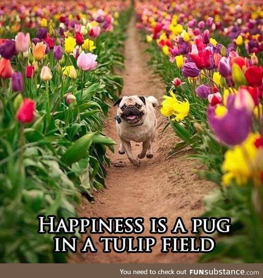 What happiness is truly about