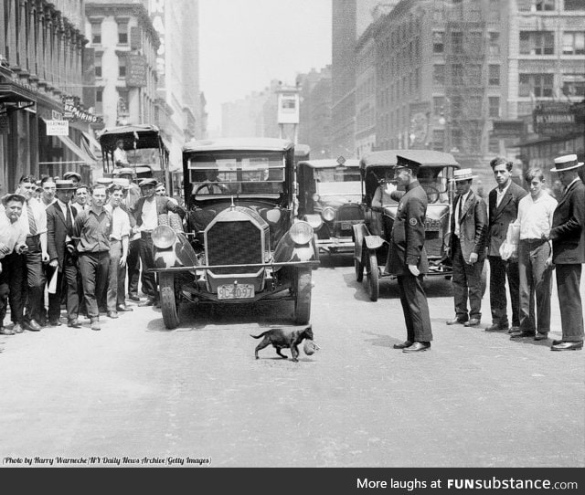 NYPD reenacts the moment they stopped traffic for "Blackie" and her kitten, 1925.