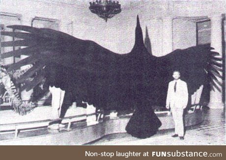 Argentavis, the biggest bird that ever existed (Human for Scale)