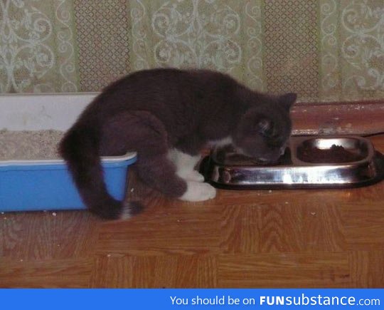 Multitasking cat