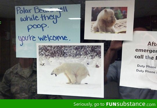 Your daily polar bear fact