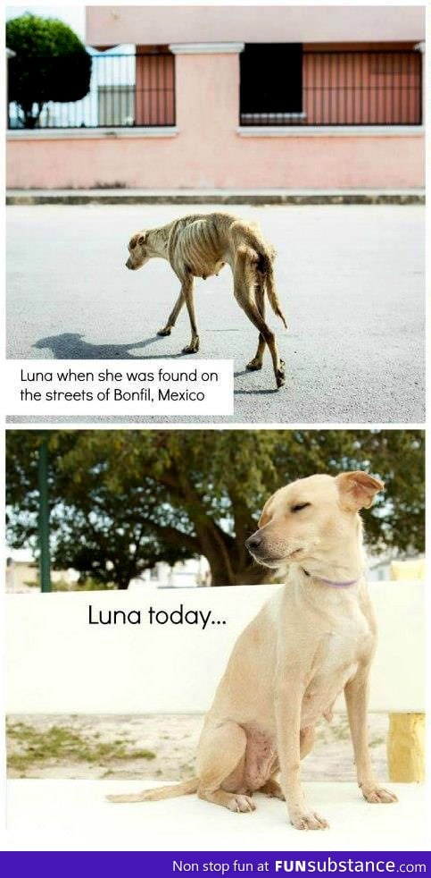 The story of Luna