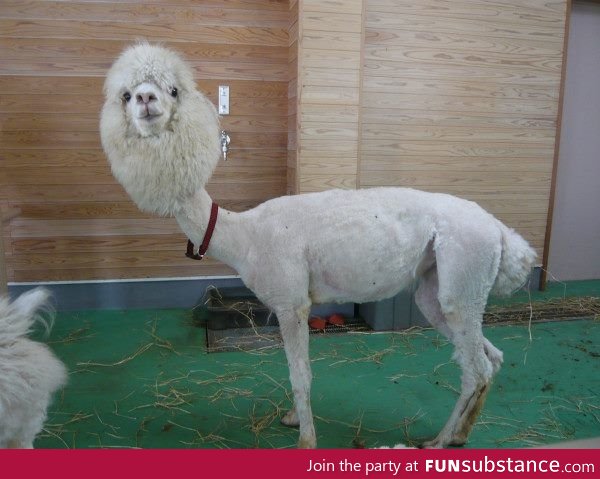Shaved llama made me lol