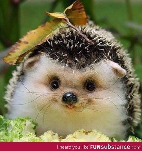 Happy hedgehog is happy