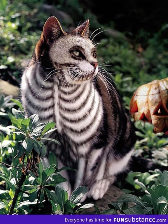 Tim Burton's cat