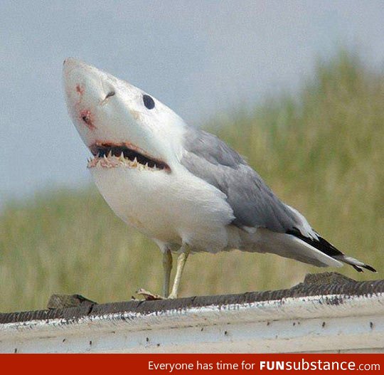 People of the Internet, I give you the Sharkbird