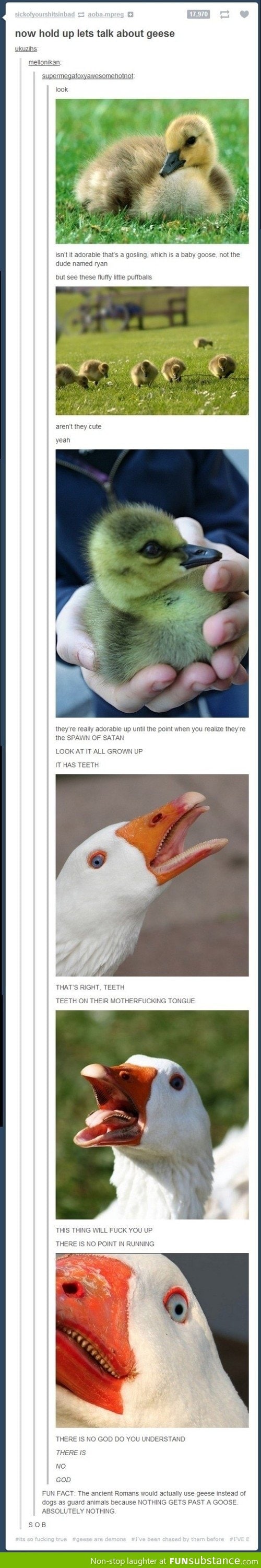 Don't F*ck With Geese