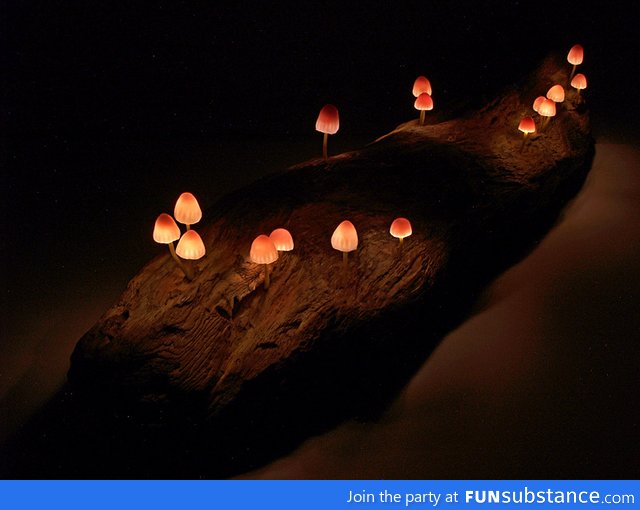 LED mushrooms
