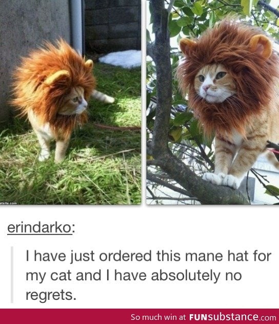 Hat for a cat