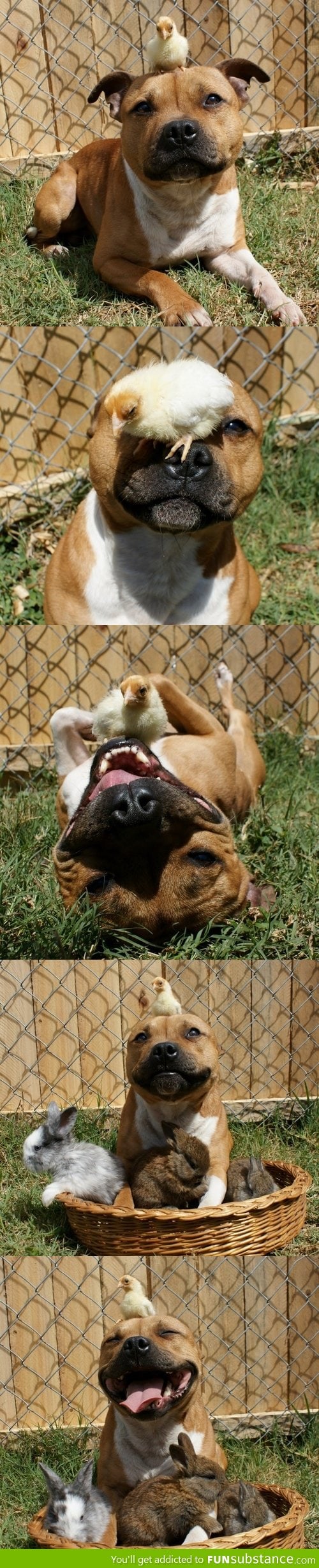 Just another vicious Pitbull
