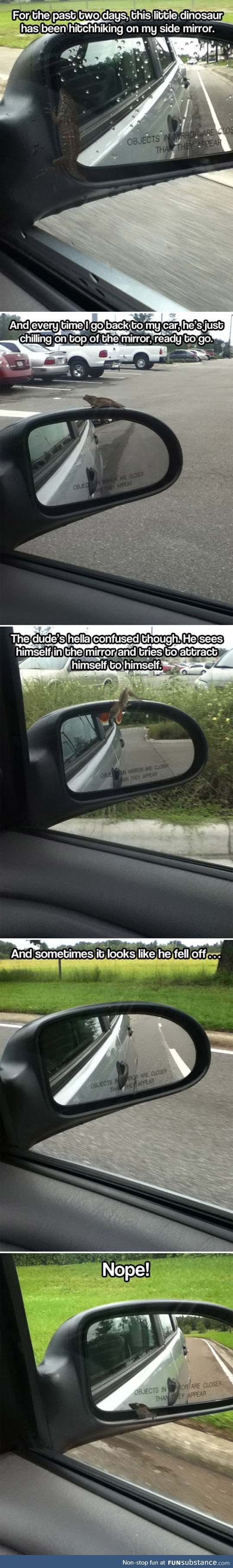 The Little Creature Living In My Car's Mirror