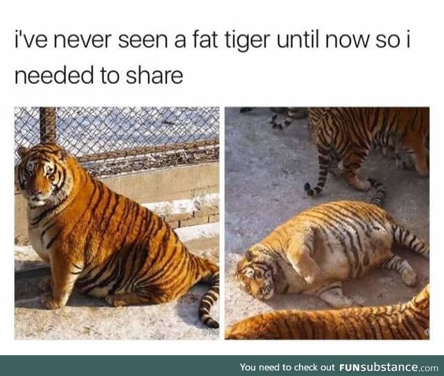 Fat tigers are a thing you should know exist