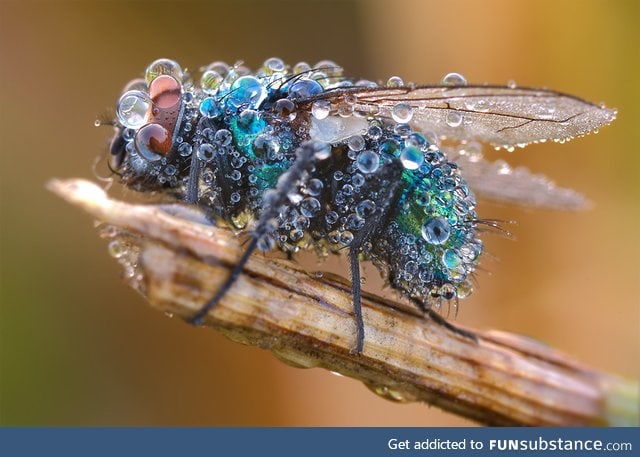 A fly after heavy rainfall