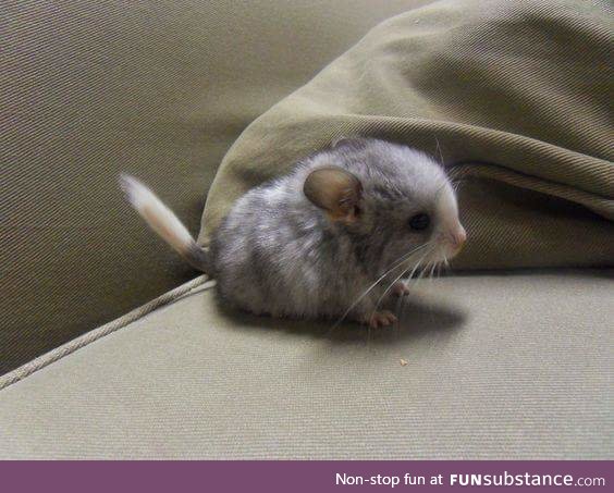 Have a baby chinchilla