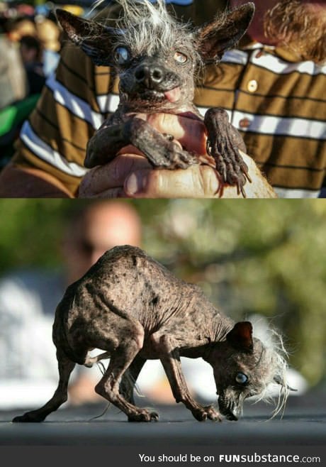 Meet the worlds ugliest dog contest winner Sweepee Rambo