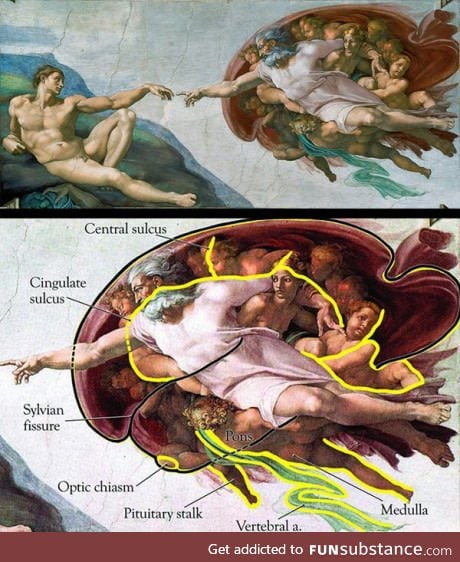 Did you know that Michelangelo's  painting in Sistine Chapel represent a half brain