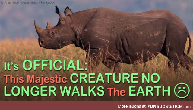 So its official, Western Black Rhino extinct, what's next on the list?