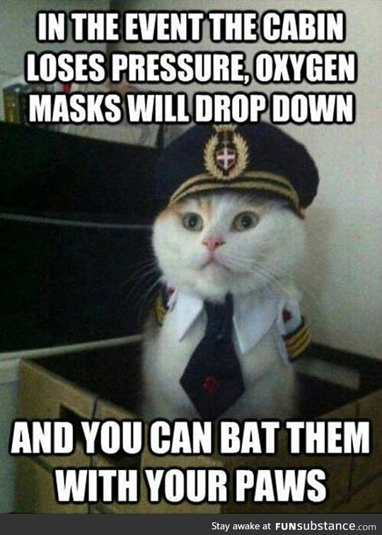 Captain kitty gives the right instructions