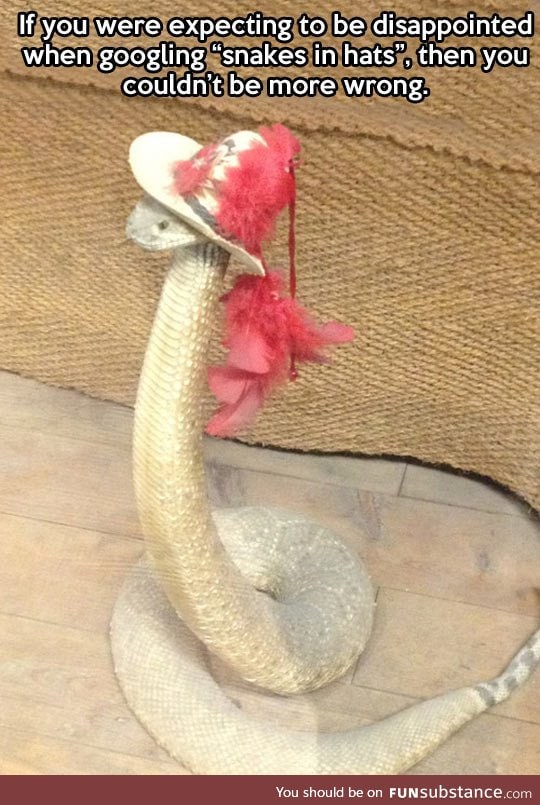 Fancy snakes in hats