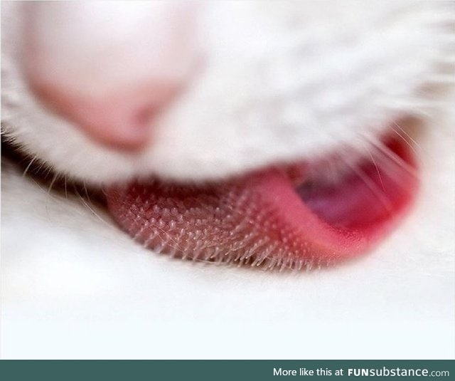 Cat's tongue close up