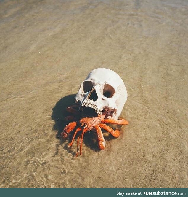 Hermit crab using a skull for a shell