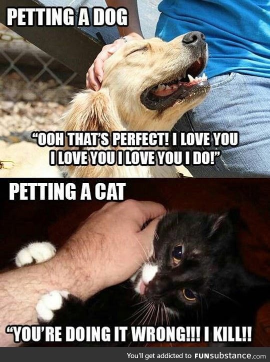 The difference between petting a dog and petting a cat