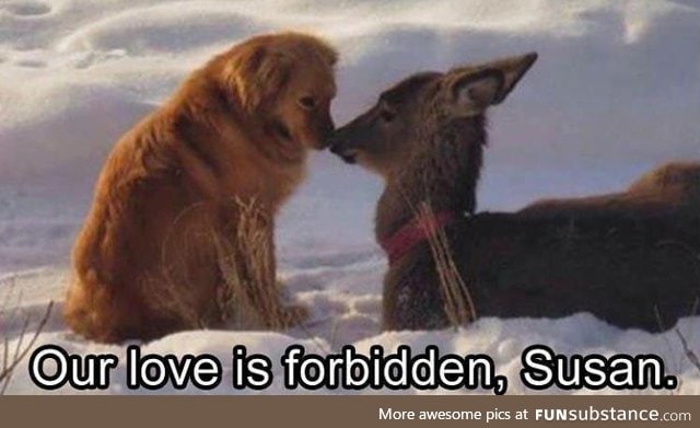 Doggo does a secret love