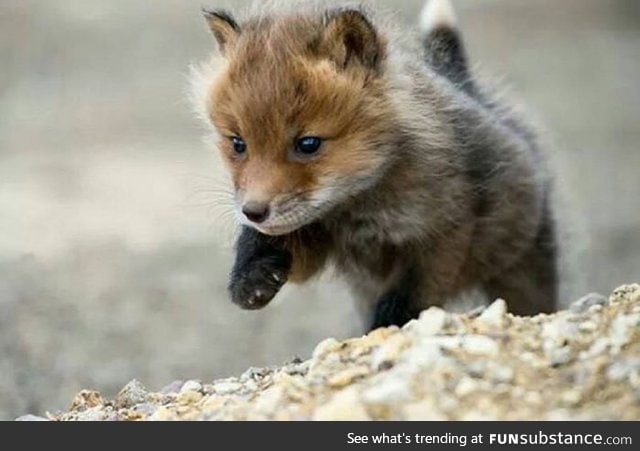 This aggressive fox attacks you!