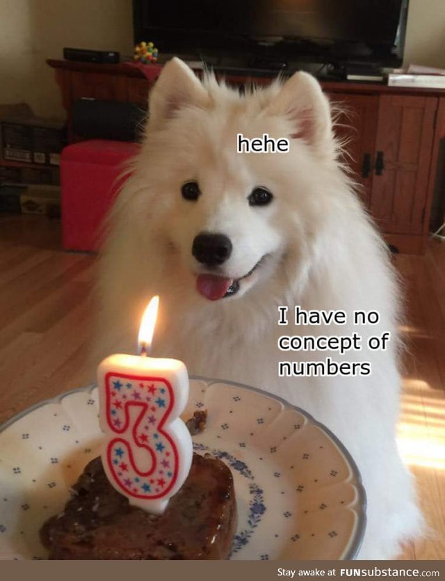 Birthday doggo