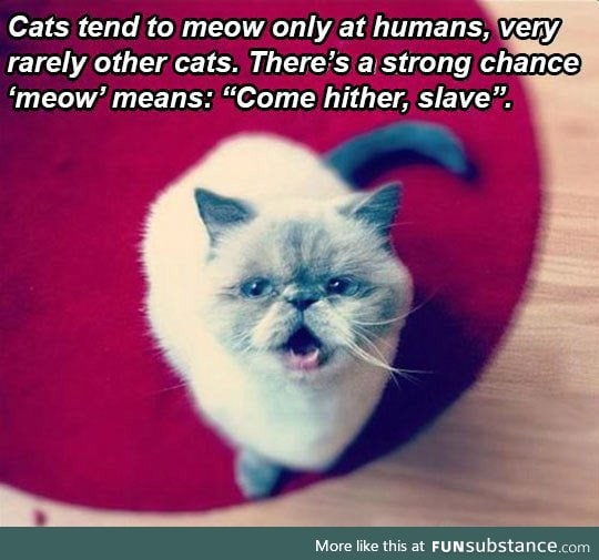 A theory about cats