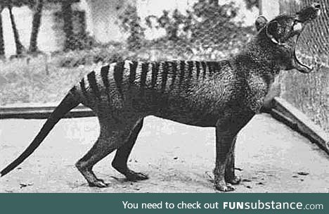 Scientists are planning to clone the thylacine in the next few years
