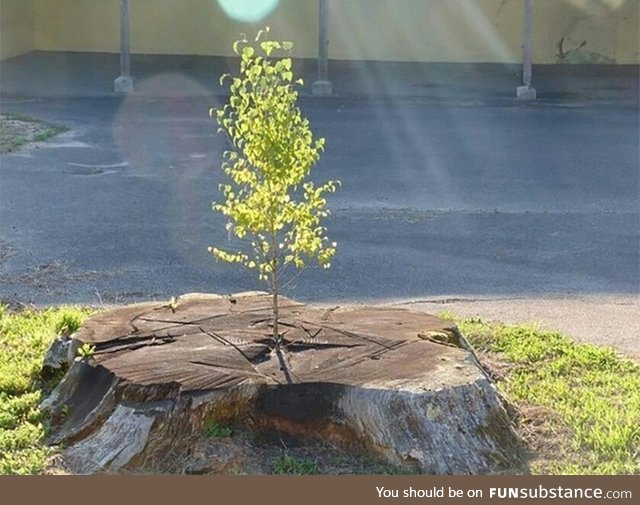 Life always finds a way