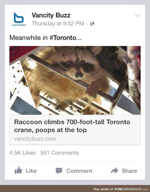 Gotta love raccoons