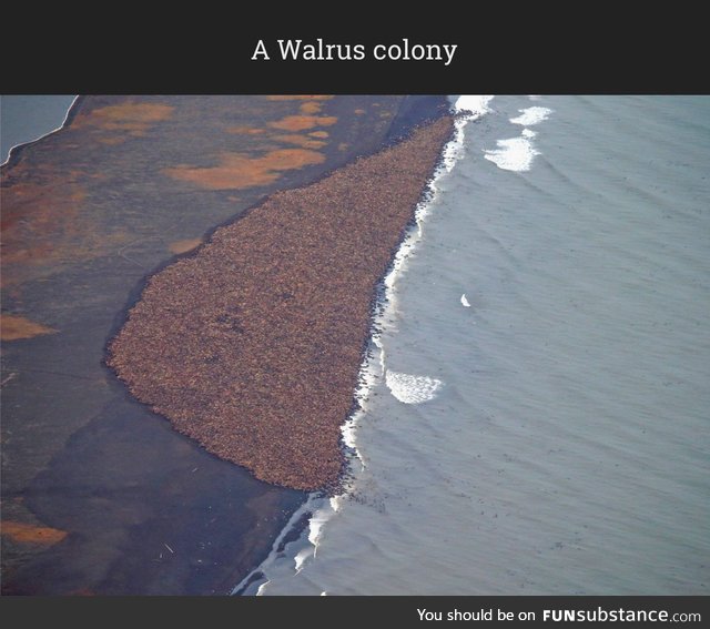 Walrus colony is huge