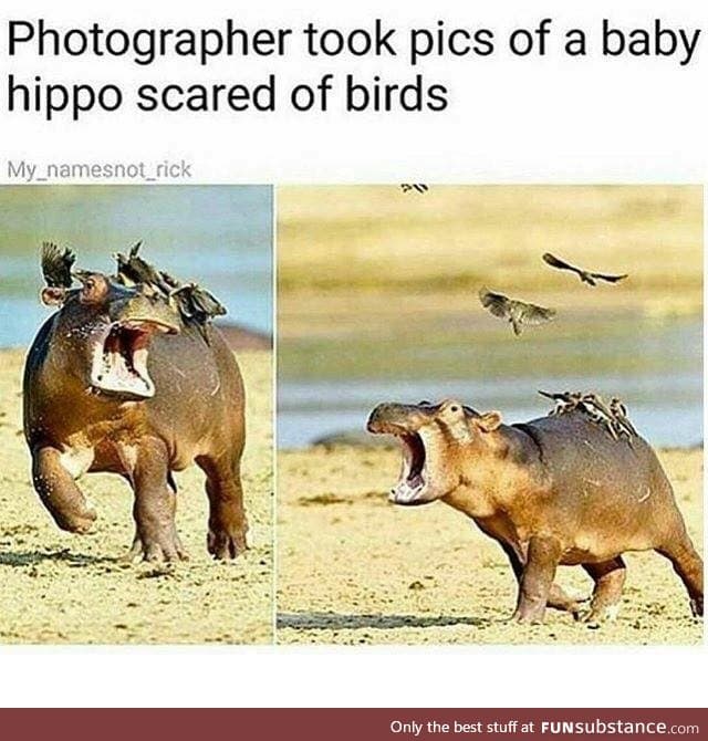 Poor hippo
