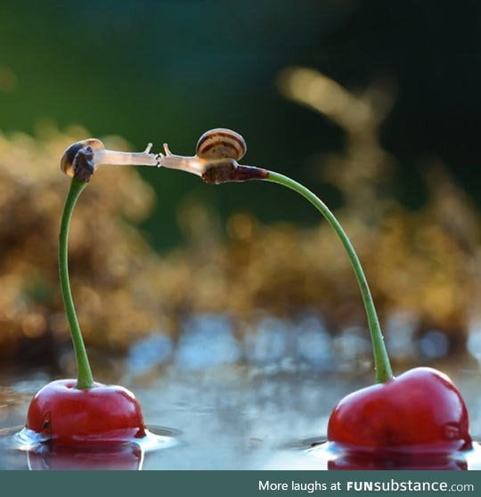 Two snails kissing on top of cherries