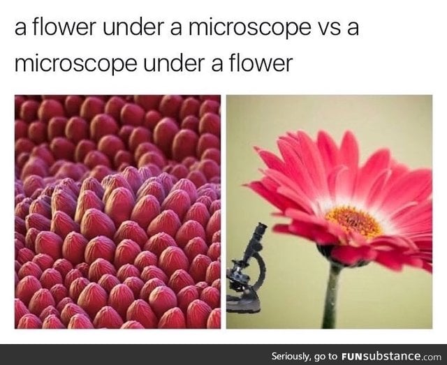 Beautiful Microscope under Flower effect