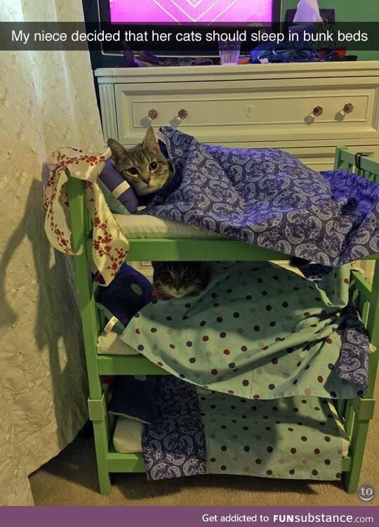 Bunk bed pals