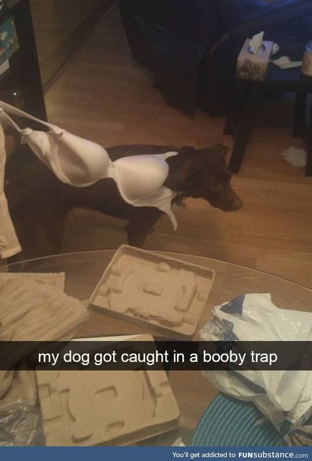 Dog caught in a booby trap