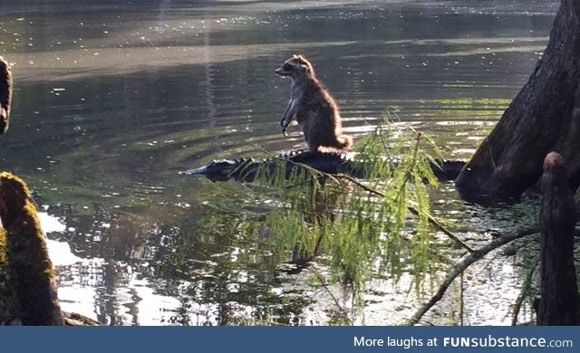 A raccoon riding an alligator