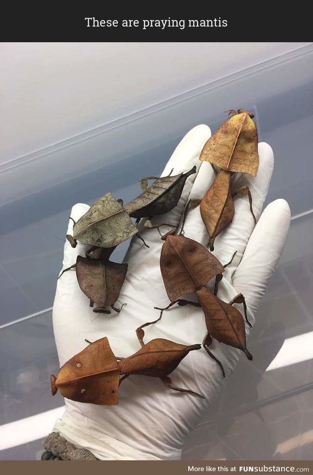 Deroplatys Truncata, a type of praying mantis which looks like leaves